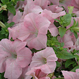 Петуния грандифлора Дримс Эппелблоссом