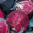 Капуста Краснокочанная Ранняя красавица Капуста Краснокочанная Ранняя красавица