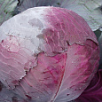 Капуста Краснокочанная Ранняя красавица Капуста Краснокочанная Ранняя красавица