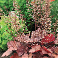 Гейхера гибридная Beaujolais