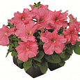 Петуния грандифлора Игл Салмон