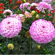 Георгина махровая Genova