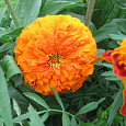 Цинния георгиноцветковая Оранжевый король