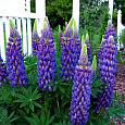 Люпин многолистный Gallery Blue Shades