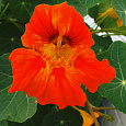 Настурция Красота Индии