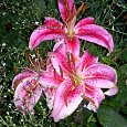 Лилия восточная Барракуда