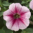Петуния ампельная Опера Распберри Айс