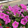 Петуния ампельная F1 Изи Вейв	Пинк