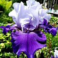 Ирис бородатый Бэст Бэт Ирис бородатый Бэст Бэт