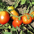Томат Новичок