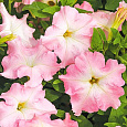 Петуния ампельная F1 Даймонд розовый жемчуг