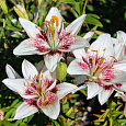 Лилия азиатская Танго Уайт Пиксельс
