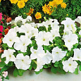 Петуния каскадная Рэмблин Вайт