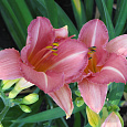 Лилейник гибридный Холс Пинк Лилейник гибридный Холс Пинк
