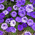 Петуния ампельная F1 Шок Вейв Деним
