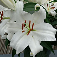 Лилия восточная горшечная Фри Чойс Лилия восточная горшечная Фри Чойс