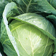 Капуста белокочанная Мишутка Капуста белокочанная Мишутка