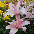 Лилия азиатская махровая Бентли