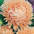 Астра королевский размер Абрикосовая