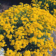 Алиссум скальный Золотая россыпь