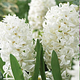 Гиацинт white pearl