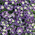 Алиссум Фиолетовая королева