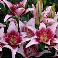 Лилия азиатская Танго Строберри энд Крим Лилия азиатская Танго Строберри энд Крим