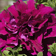 Петуния махровая многоцветковая Дуо бургунди
