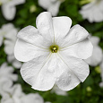 Петуния грандифлора Дувет Вайт