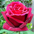 Роза чайно-гибридная Мистер Линкольн
