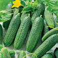 Огурец Гибридный Перента f1