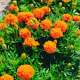 Бархатцы отклоненные махровые Бой оранжевые
