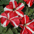 Петуния грандифлора Тритуния Ред Стар