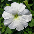 Петуния Белый шар