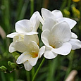 Фрезия гибридная махровая Вайт