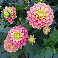 Георгина Декоративная Мелоди Аллегро